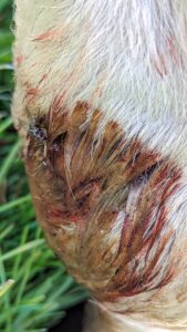 Blessure perforante dans le boulet d'un cheval gris