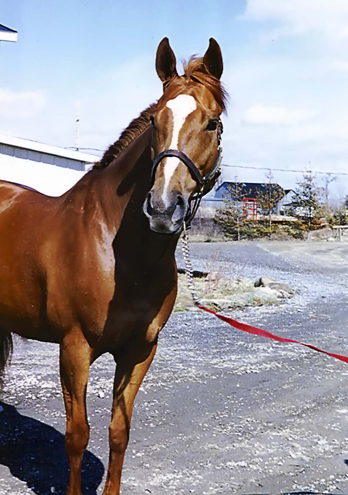 Jument alezane avec un licou dans une entrée d'écurie