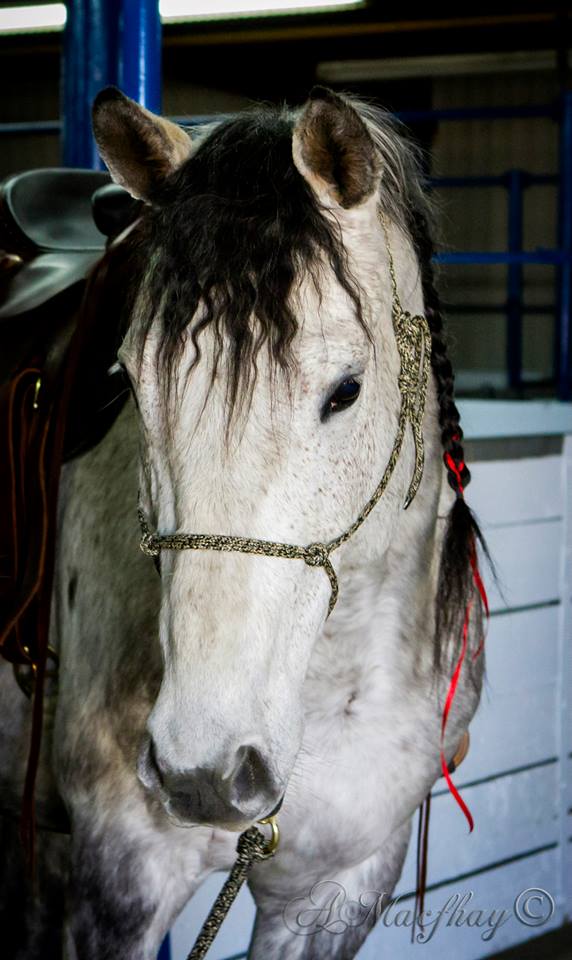 Portrait d’un cheval gris avec une tresse et un licou en corde