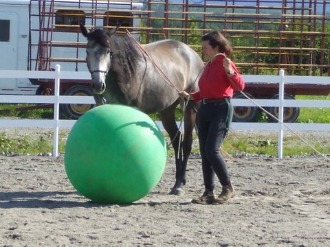 Geneviève Benoit avec un cheval gris qui pousse un ballon vert