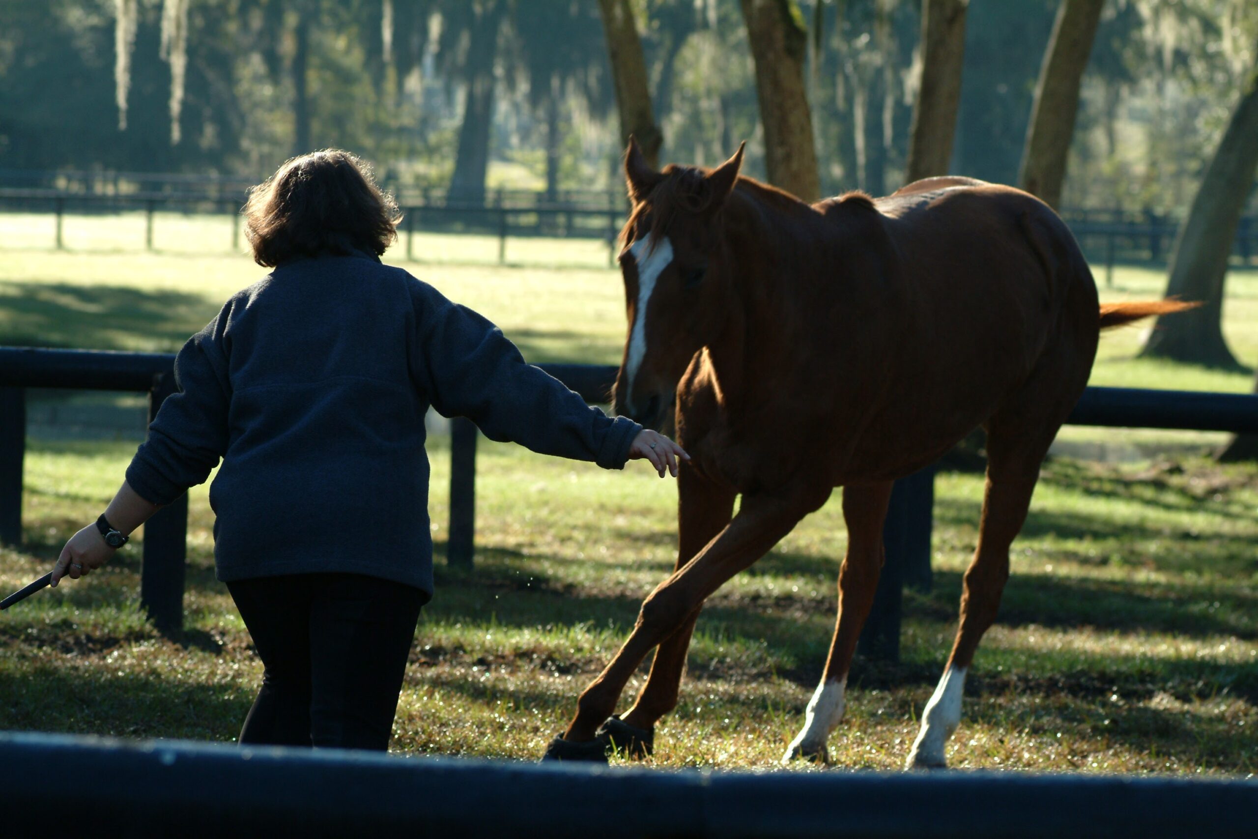 Geneviève Benoit playing at liberty with a chestnut horse